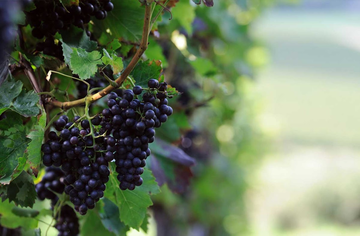 Cooperative Winery of Nemea