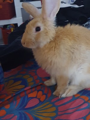 מרפאה וטרינרית לחיות מחמד - VET CLINIC - DR ROZENSHTEIN