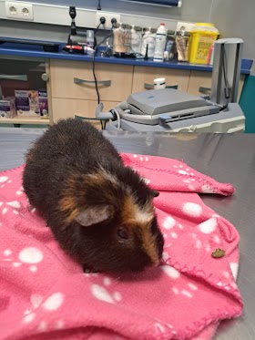 Veterinaria Salburua - Wecan Salburua