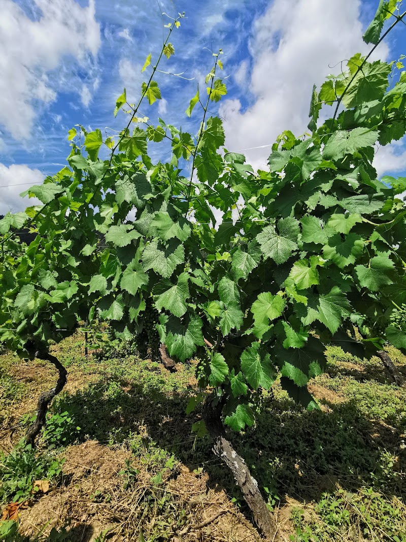 Adega Eloi Lorenzo photo 4