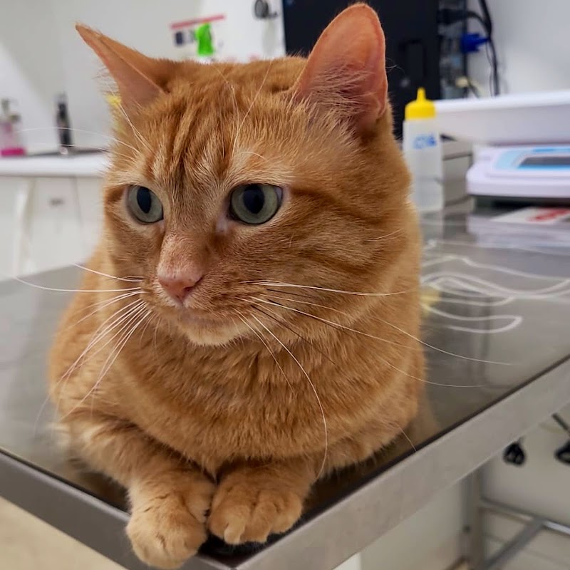 Quetzal Clínica Veterinaria photo 2