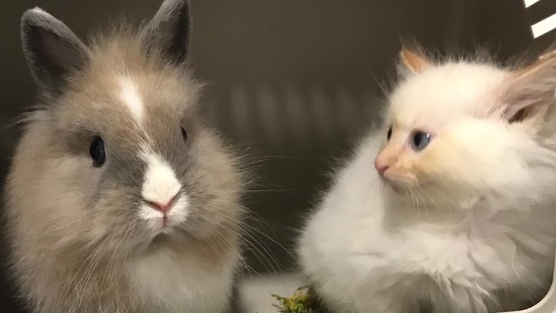 Quetzal Clínica Veterinaria photo 1