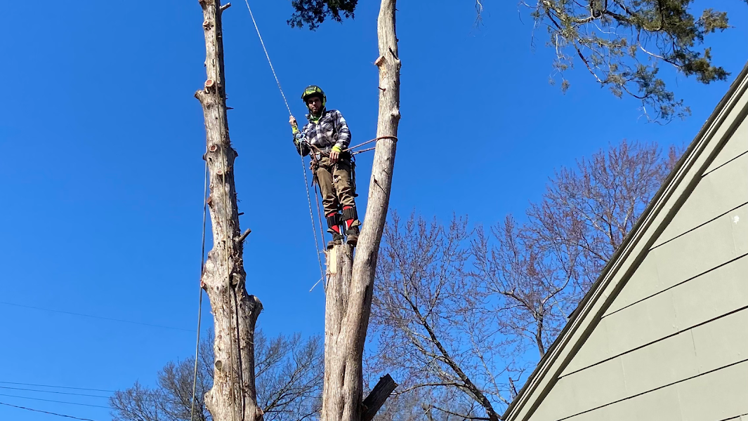 D & B Tree Service LLC