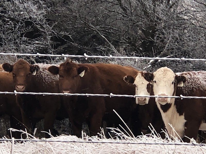 Gyp Hills Guest Ranch - Photo 2