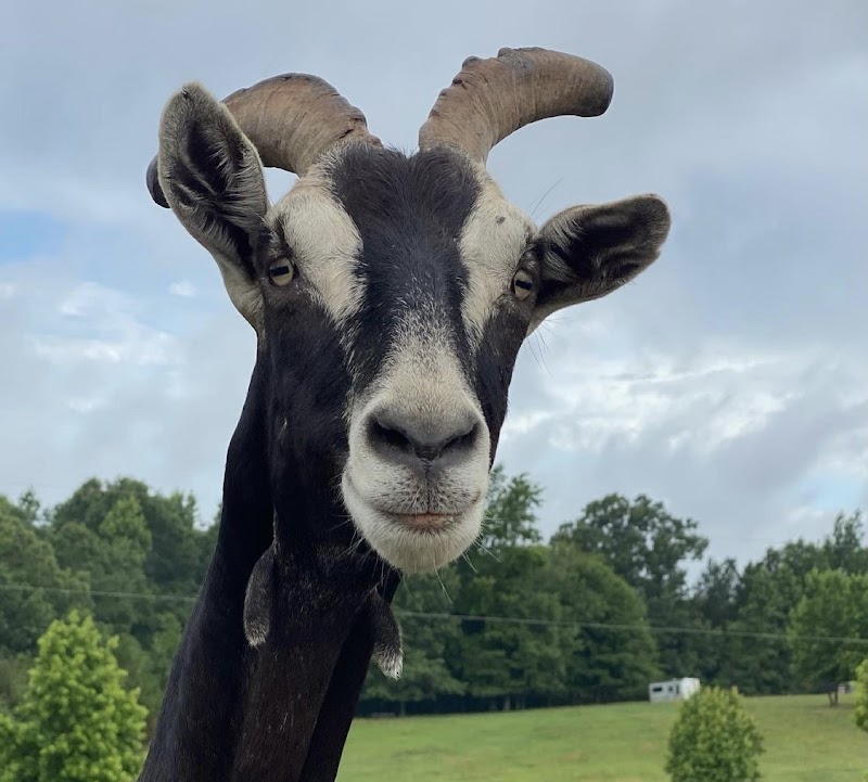 Frog Song Farm Sanctuary - Photo 3
