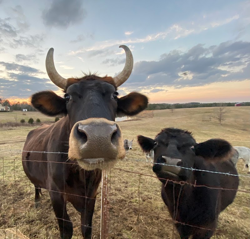 Frog Song Farm Sanctuary - Photo 1
