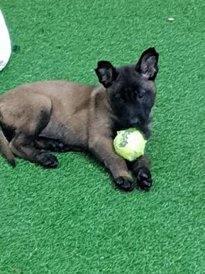 אביב אילוף כלבים -מרכז כלבני אילוף ופנסיון באילת ובערבה