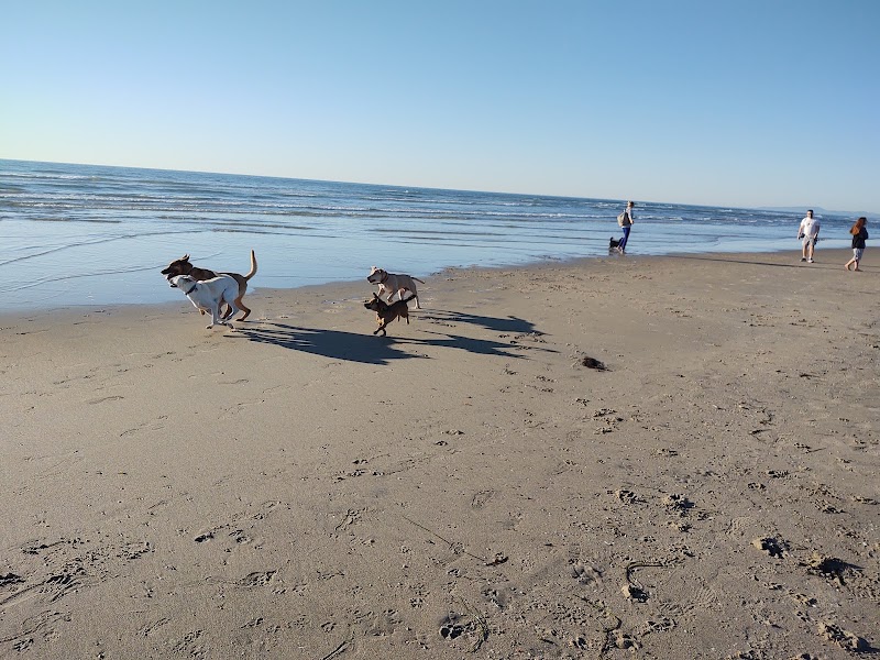Del Mar Dog Beach in Coronado