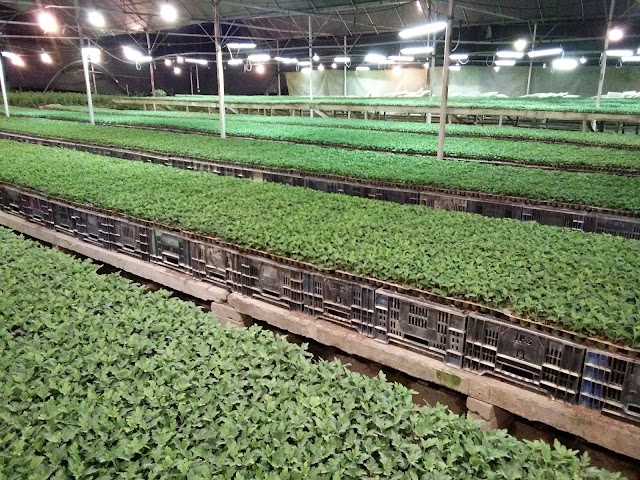 SJK(T) SHUM YIP LEONG