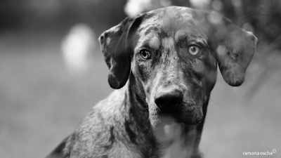 מרפאת מידטאון-Midtown Animal Clinic