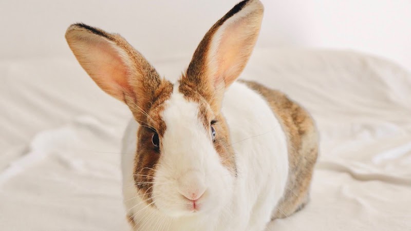 Clínica Veterinaria Kennel