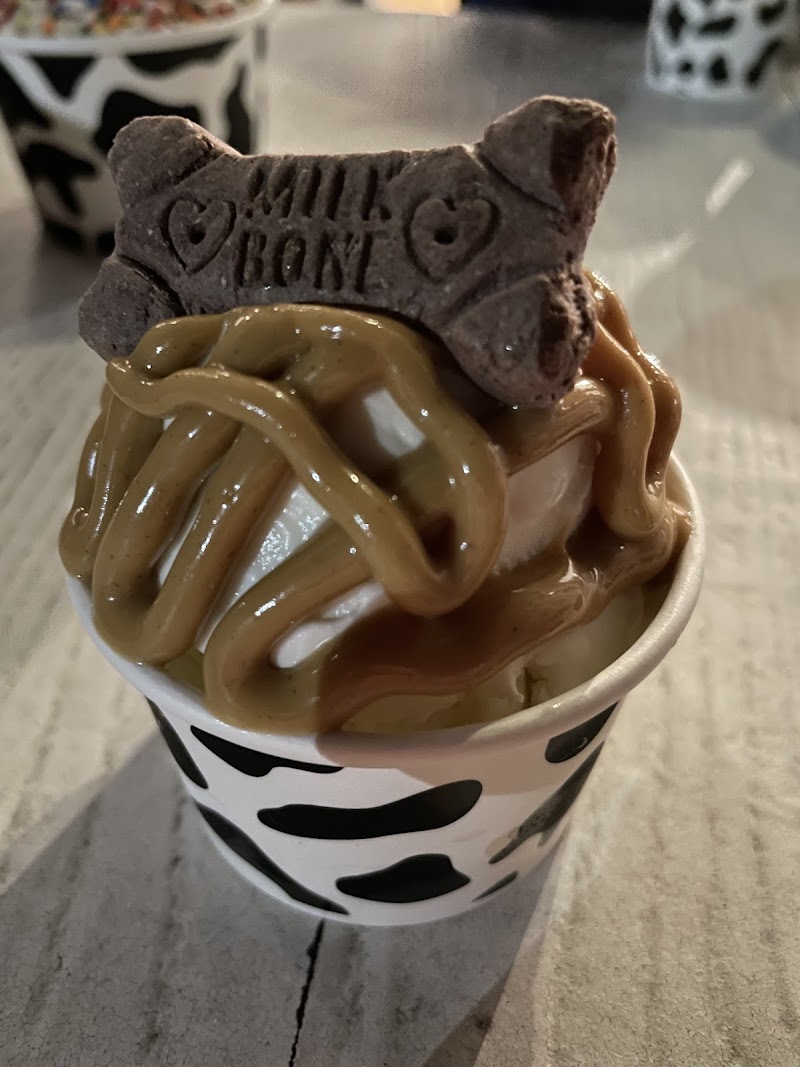 Uncommon Cow photo 4