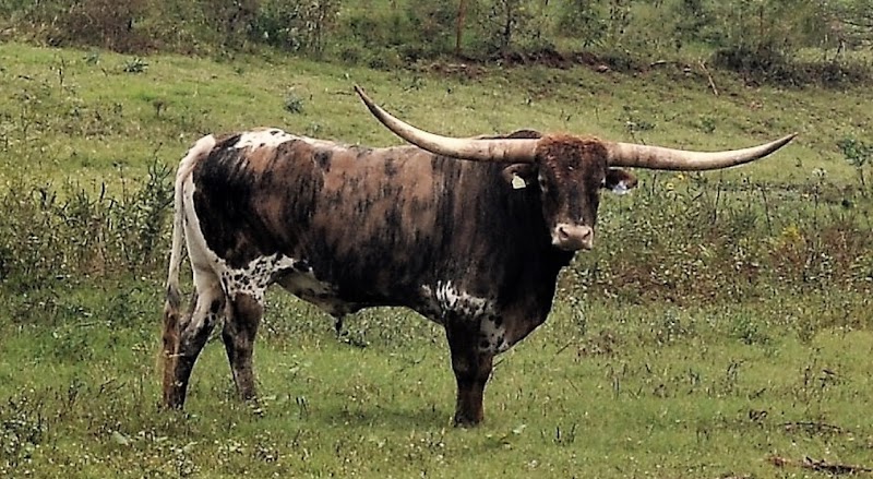 B4 Cattle Company LLC & Grass Fed Longhorn Beef - Photo 3