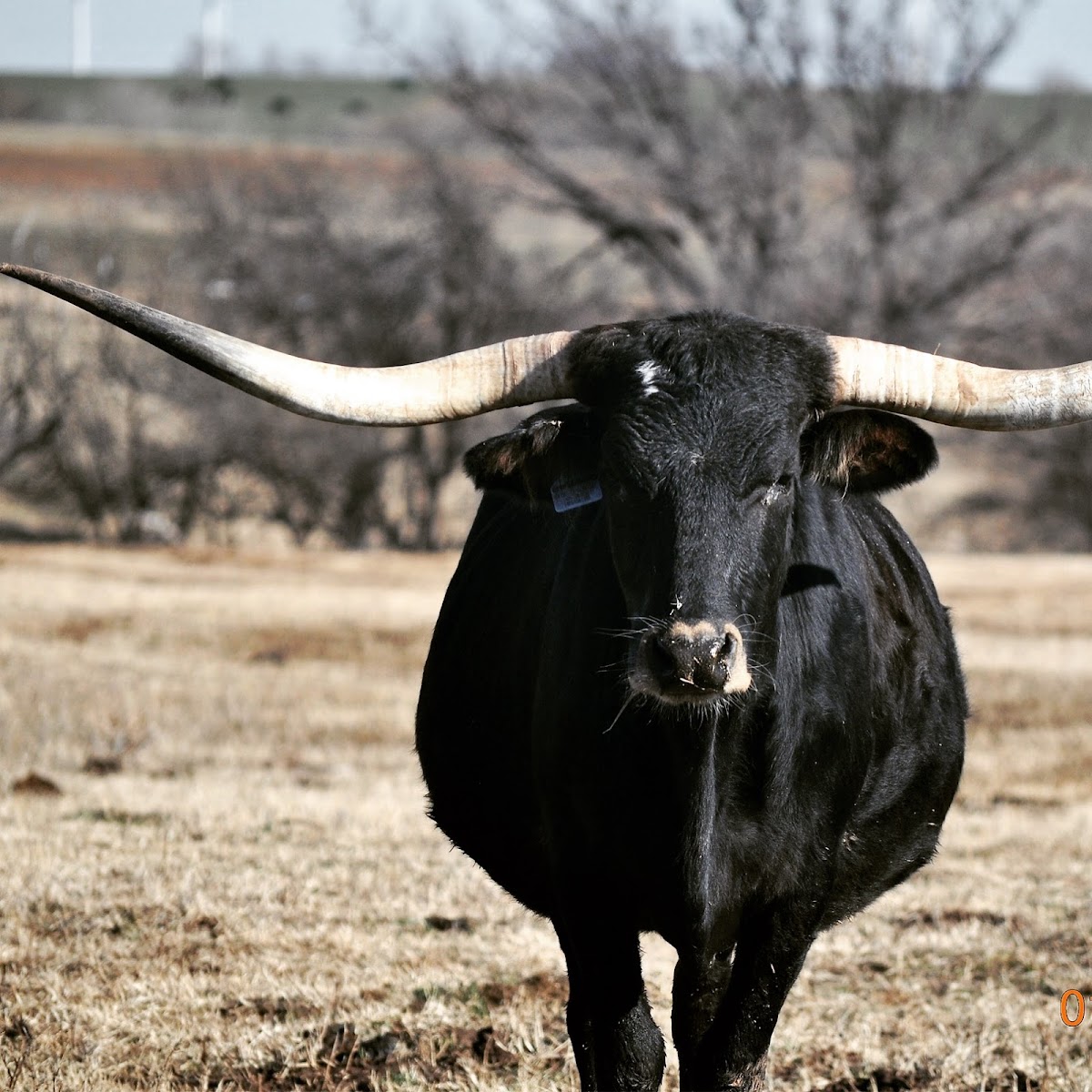 B4 Cattle Company LLC & Grass Fed Longhorn Beef