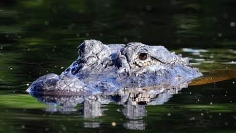 Jenny's Eco Everglades Wilderness Tours