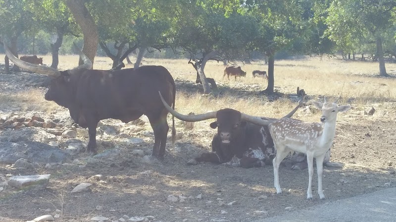 The Wildlife Ranch - Photo 3