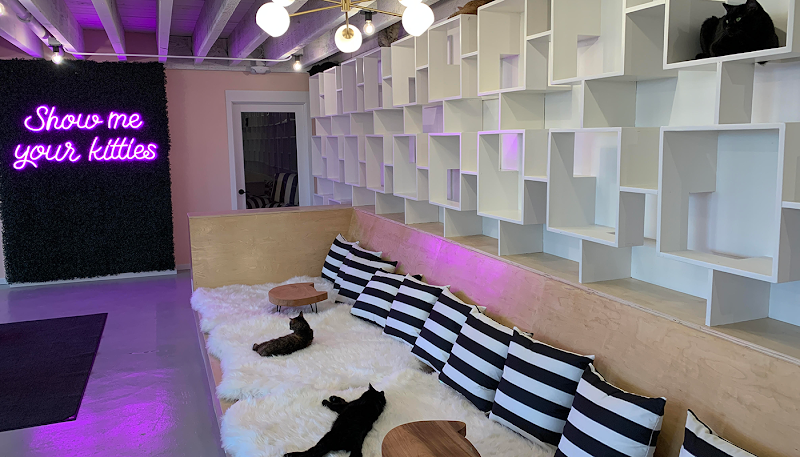 NEKO Cat Cafe - Bellingham