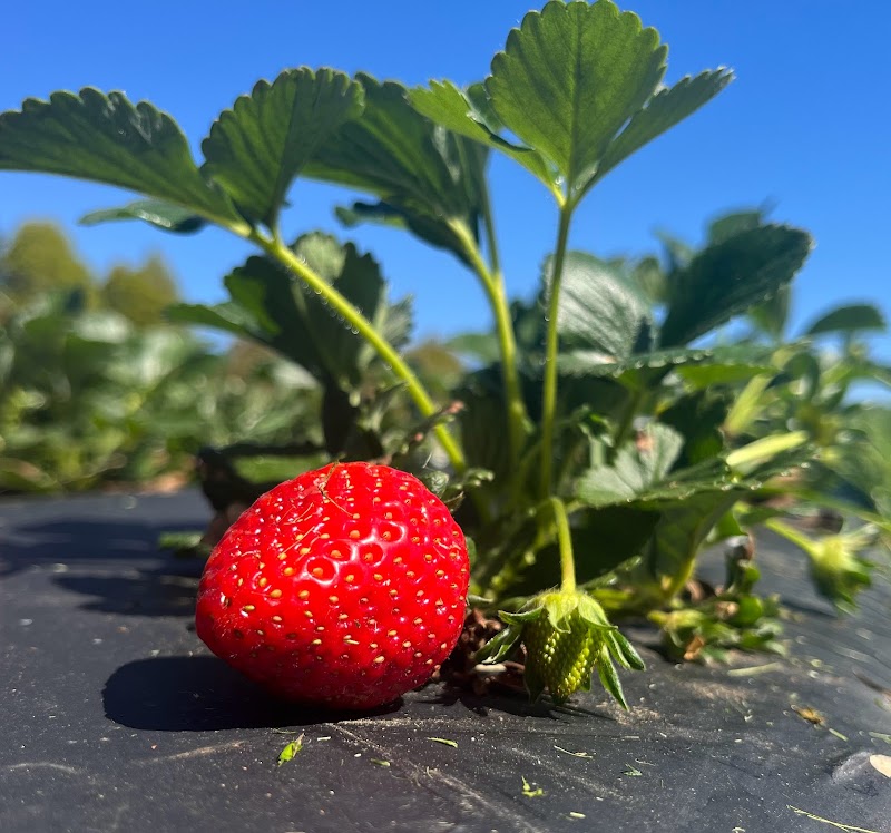 Freedom House Farm (and Coffee Trailer) photo 3