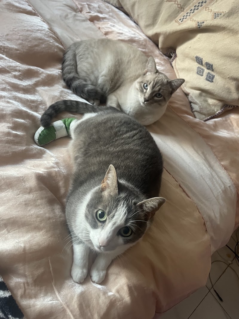 Clínica Veterinaria Maioris