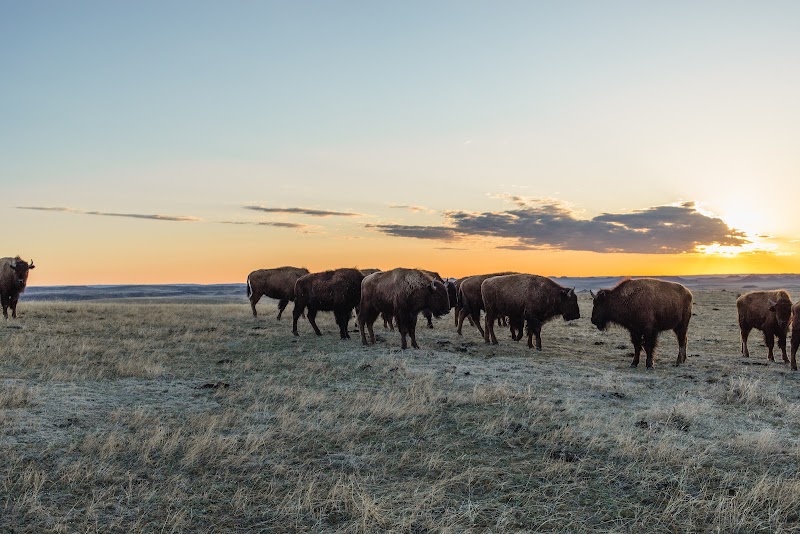 Durham Bison Ranch - Photo 6