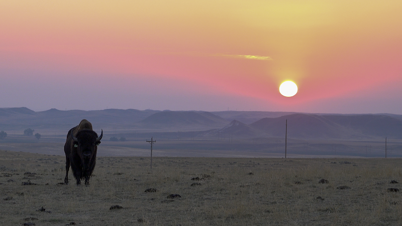Durham Bison Ranch - Photo 5