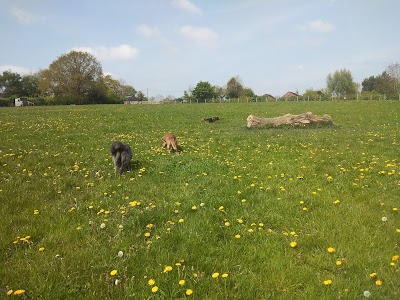 Newlands dog walking field