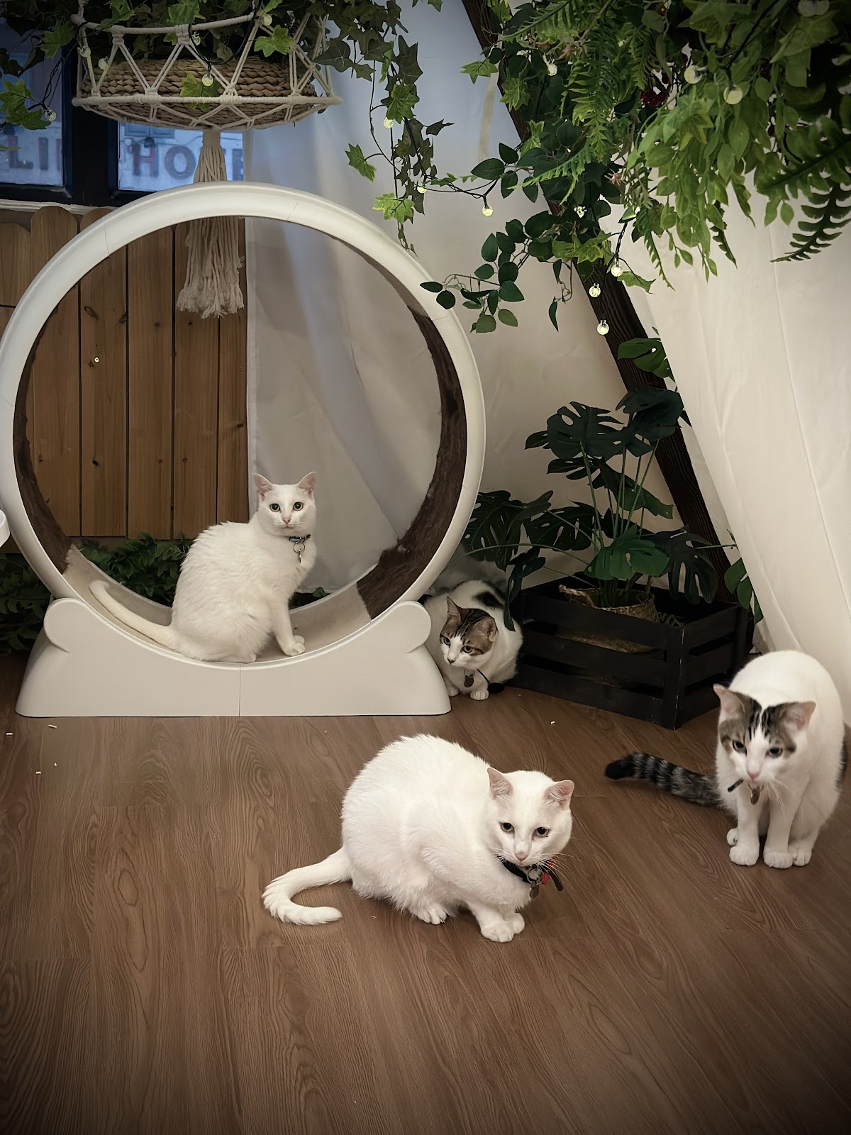 CATFE — photo 8