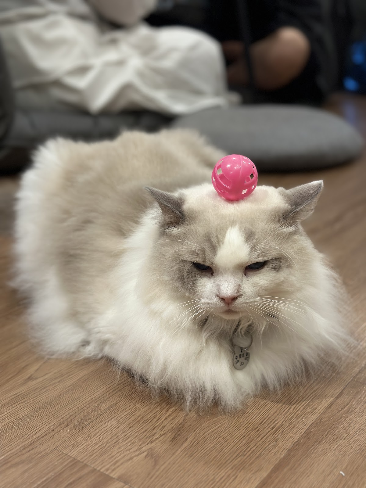CATFE — photo 7