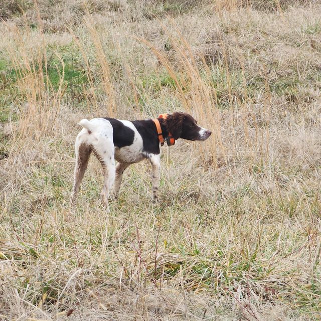 Easter Ferry Hunting Preserve