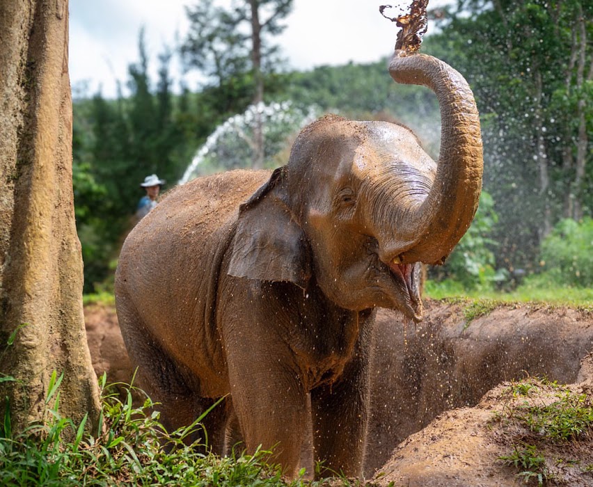 Phuket Elephant Nature Reserve fotoğraf 1