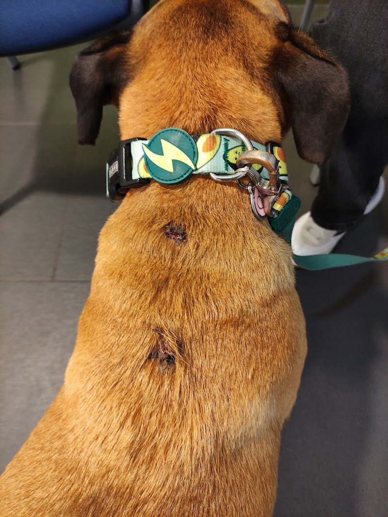 Dermatología Veterinaria DERMAPET