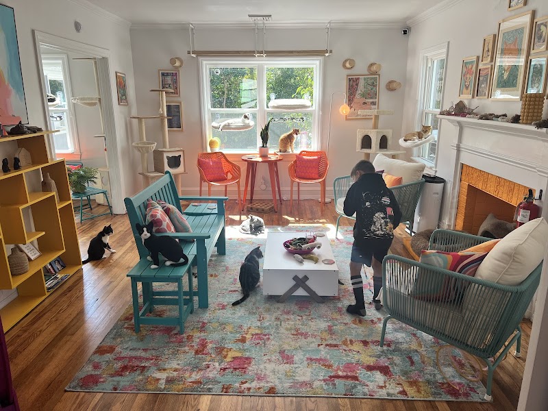 Right Meow Cat Cafe photo 4