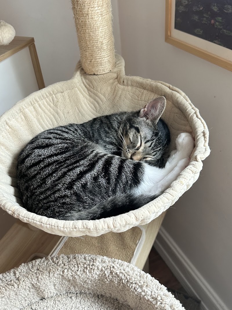Right Meow Cat Cafe photo 4