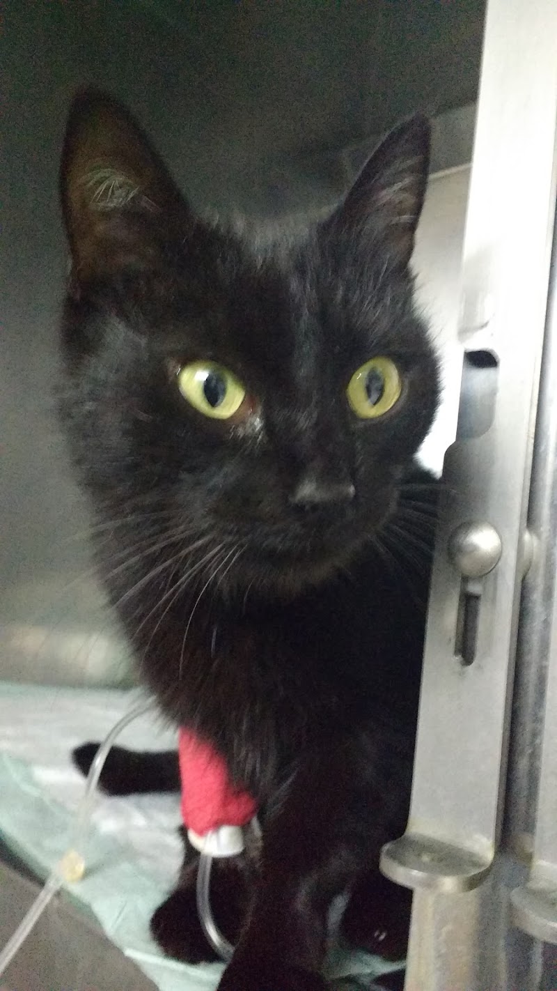 Cadelos Clínica Veterinaria SLU photo 4