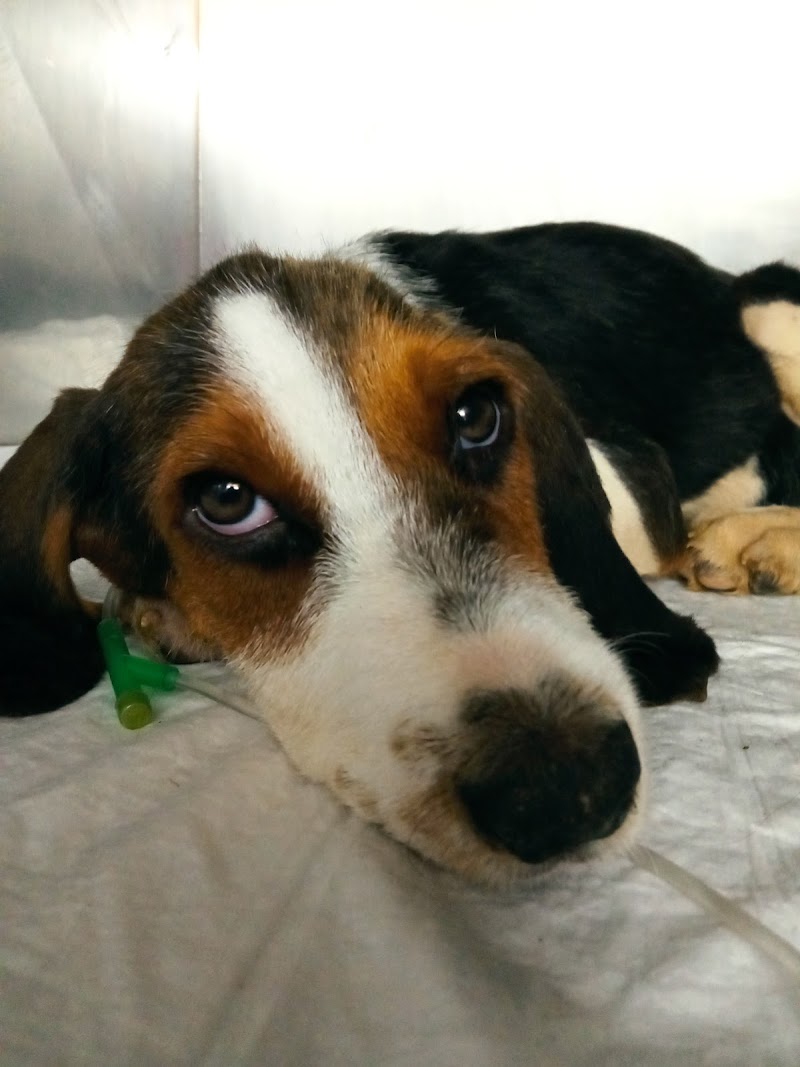 Cadelos Clínica Veterinaria SLU photo 5