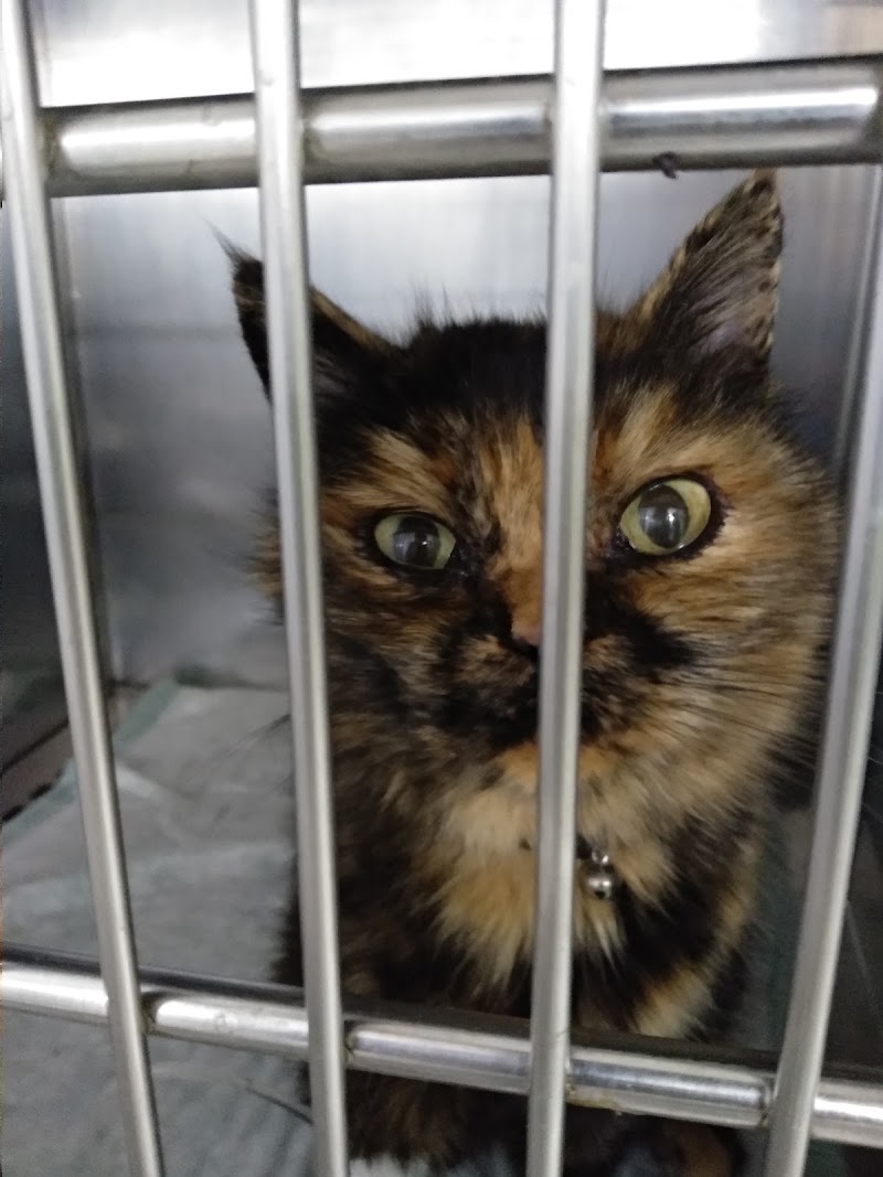 Cadelos Clínica Veterinaria SLU photo 2