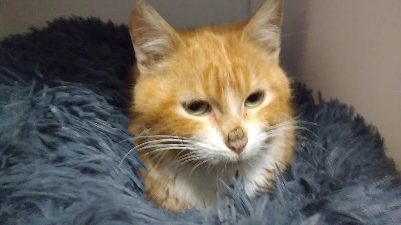 Cadelos Clínica Veterinaria SLU photo 1