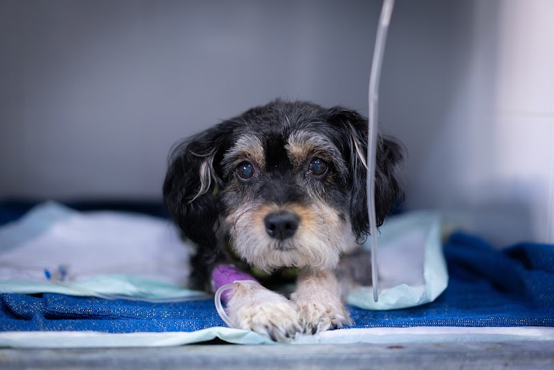 Hospital de Urgencias Veterinarias Región de Murcia