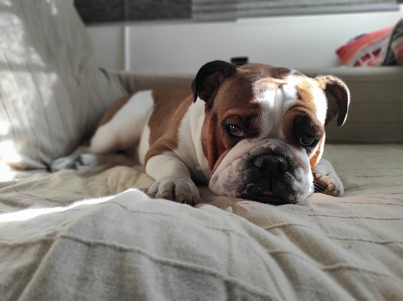 Centro Veterinario Los Álamos Salamanca