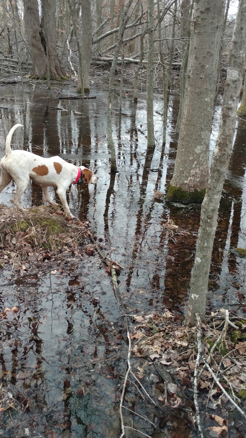 Native Shore Hunting Preserve - Photo 4