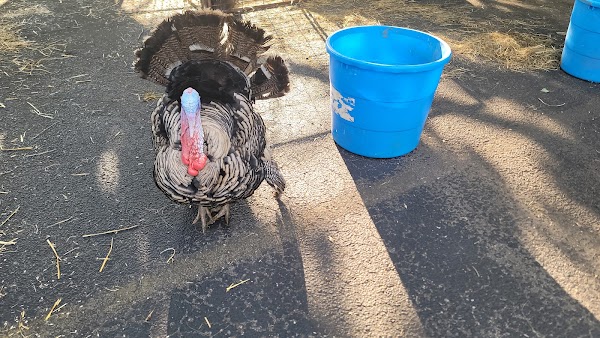 Photo by Matthew Gilles