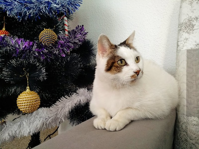 Clinica Veterinaria La Hípica