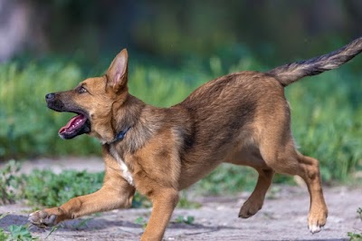 פנסיון נתב"ג