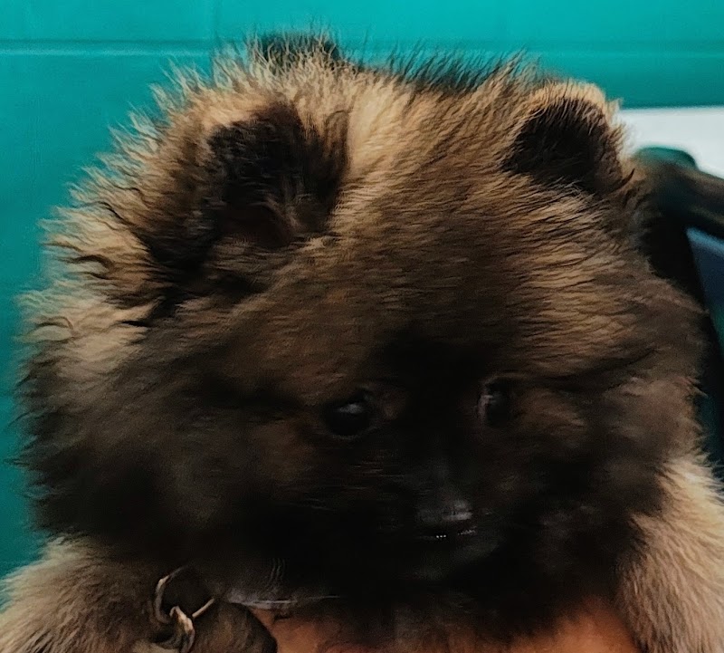 Clinica Veterinaria Mendieta