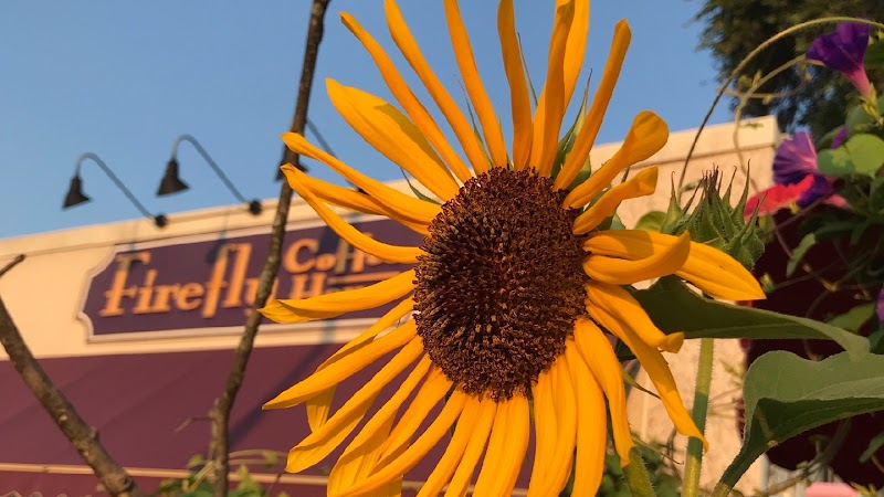 Firefly Coffee House photo 3