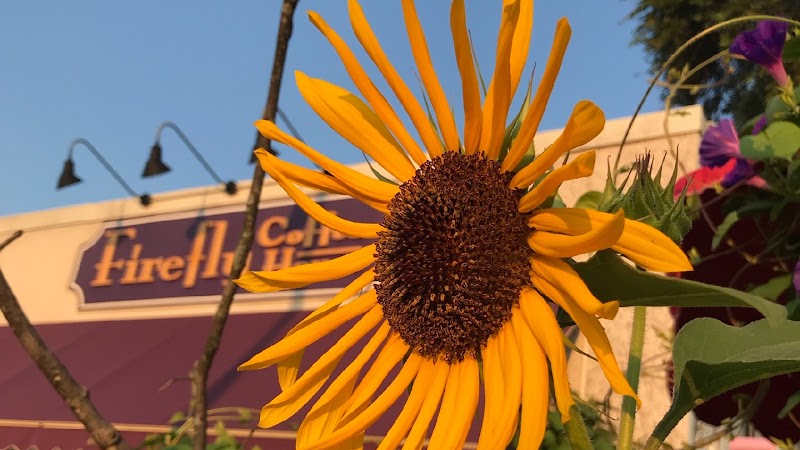 Firefly Coffee House photo 3