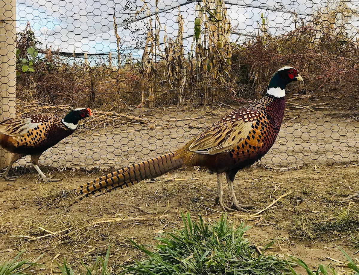 MTM Pheasants