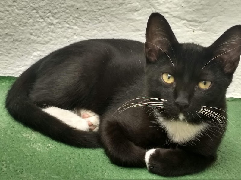 Odontopetvet - foto 5