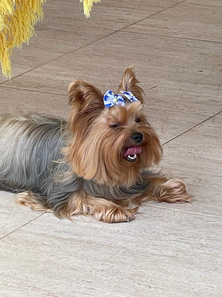 Odontopetvet - foto 4