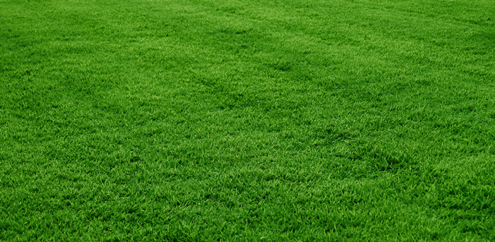 Canyon Creek Tree Care & Pest Control
